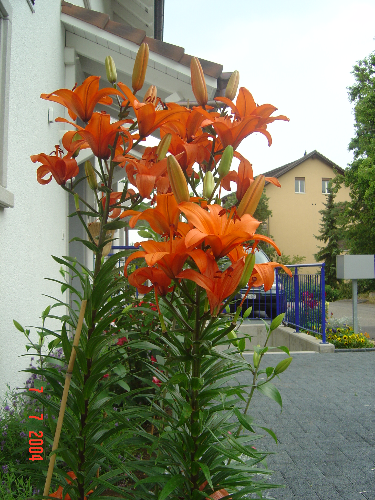 mariëtte nico piratenfrass 002.jpg